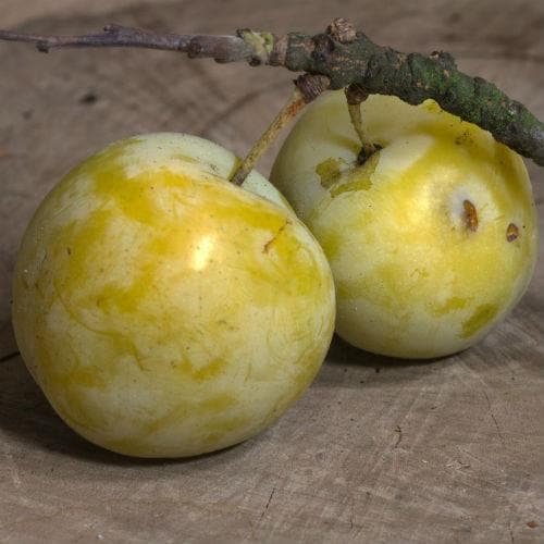 Gage Early Transparent Gage - Future Forests