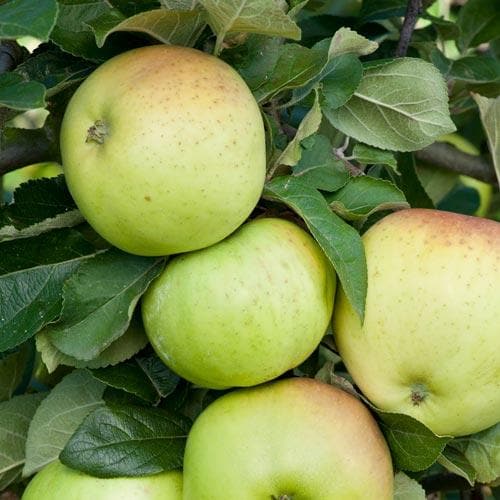 Apple Grenadier - Future Forests