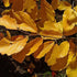 Hamamelis virginiana - Future Forests