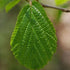 Hamamelis virginiana - Future Forests