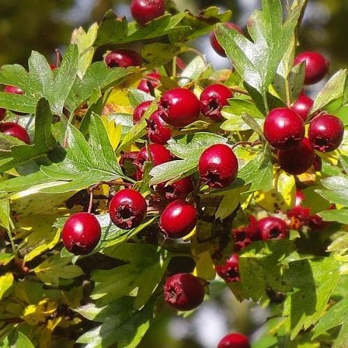 Crataegus monogyna - Future Forests