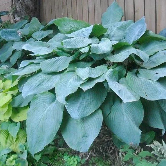 Hosta Bressingham Blue