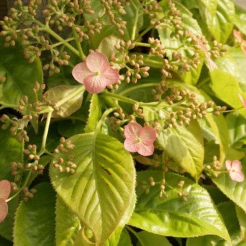 Hydrangea anomala Crûg Coral - Climbing Hydrangea