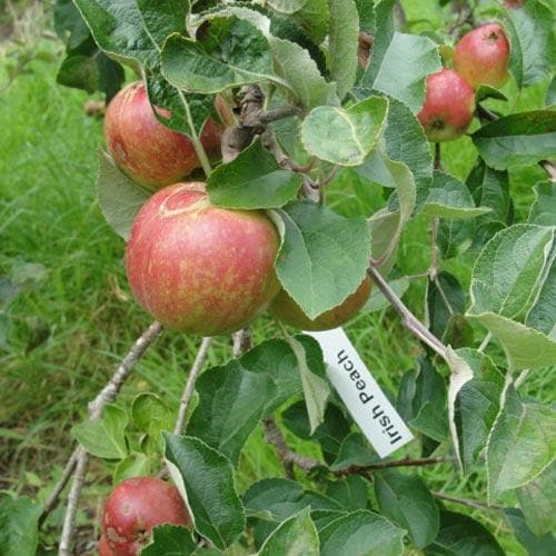 Apple Irish Peach - Future Forests