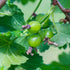 Gooseberry Hinnonmaki Green