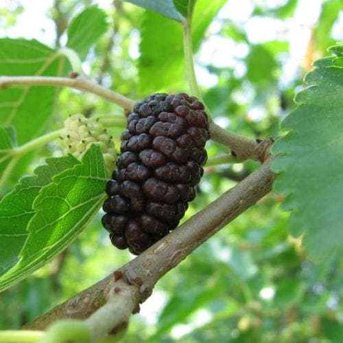 Black Mulberry - Future Forests