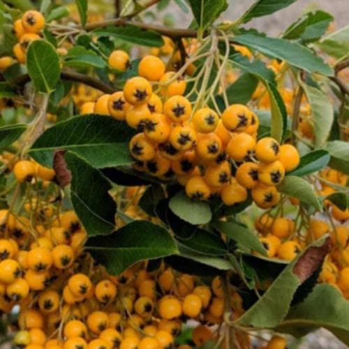 Pyracantha Golden Charmer