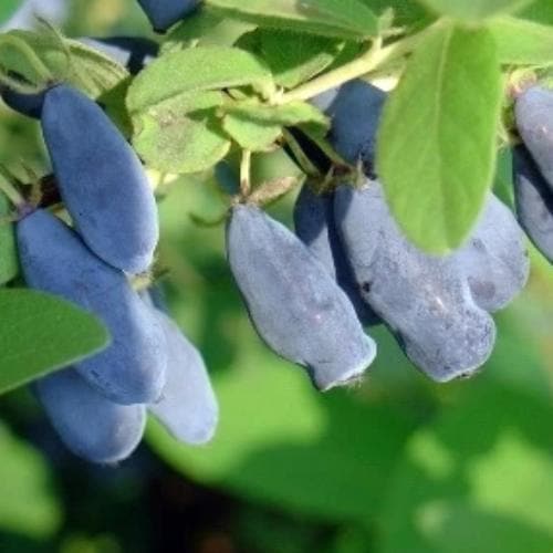 Honeyberry - Lonicera caerulea Duet