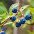 Blueberry Brigitta Blue