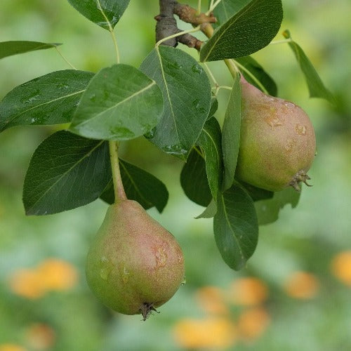 Pear Beurre Hardy