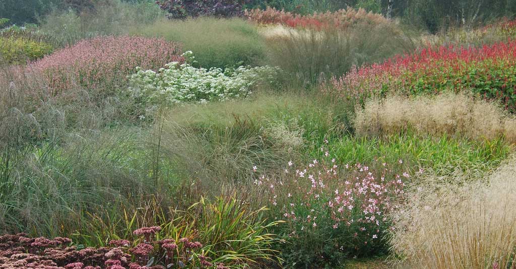 Perennials and grasses for early autumn colour