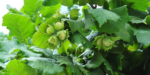 How to choose and grow hazelnuts