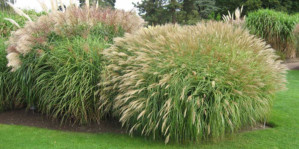 Choosing and growing grasses