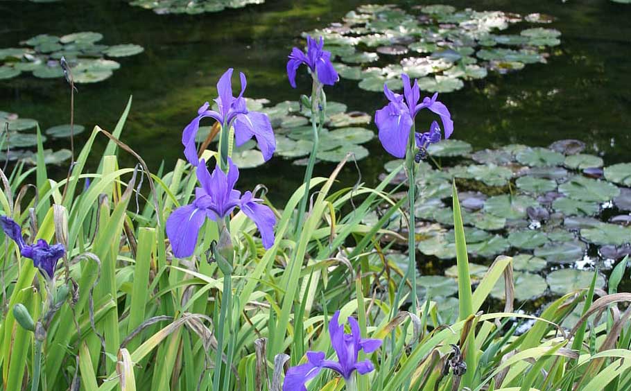 Choosing and growing water plants in a wildlife pond