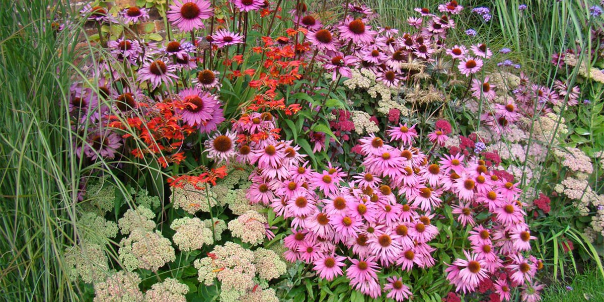 Perennials for late summer colour