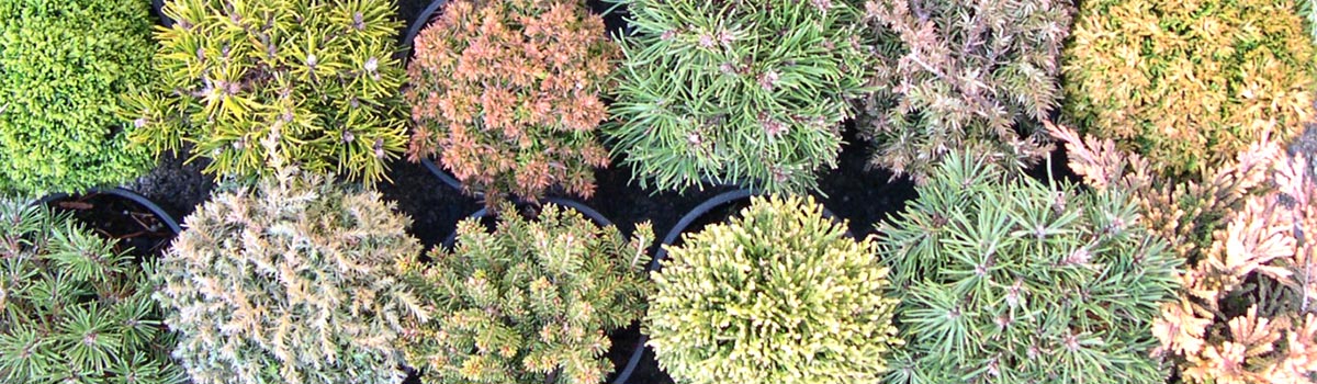 Conifers - Miniature Growing up to 2ft