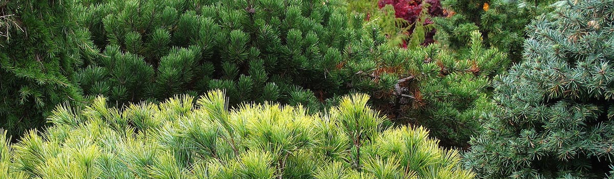 Conifers - Dwarf & Slow Growing < 2.5m