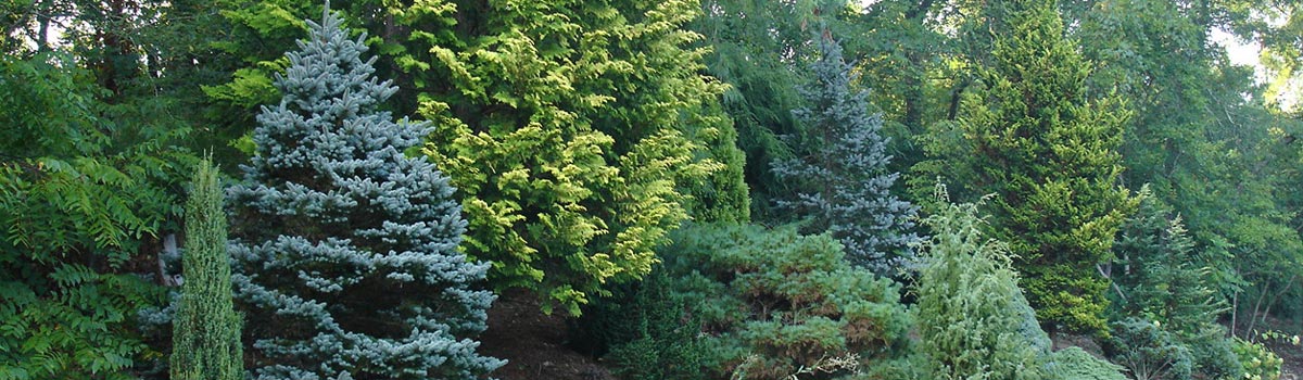 Conifers - Small Growing 2.5m to 7m