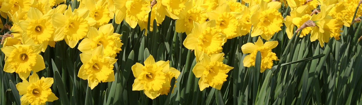 Bulbs - Daffodils
