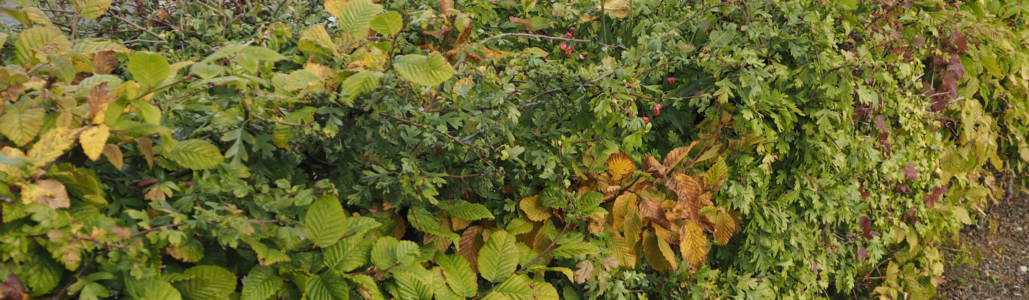 Hedging - Plants for a Mixed Hedge