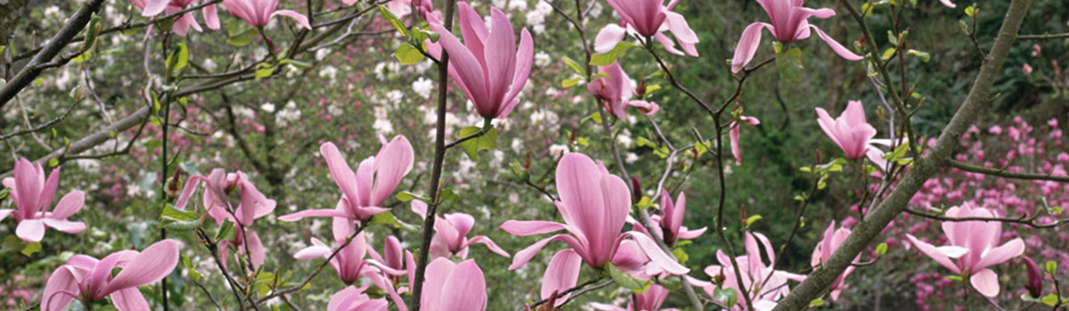 Genus - Magnolia