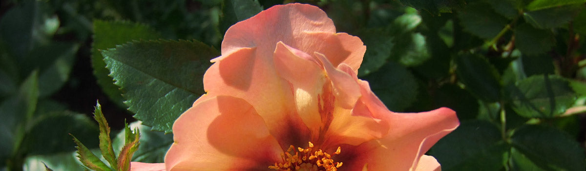 Roses - Persica Roses