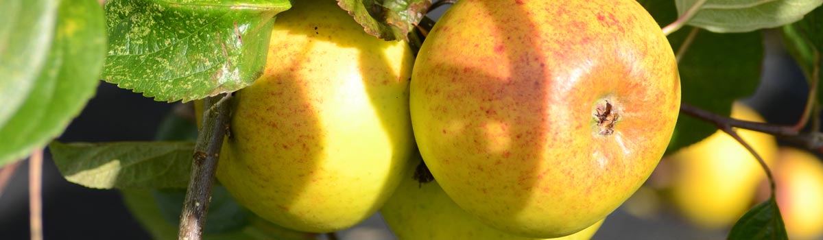 Fruit - Dual Purpose Apples