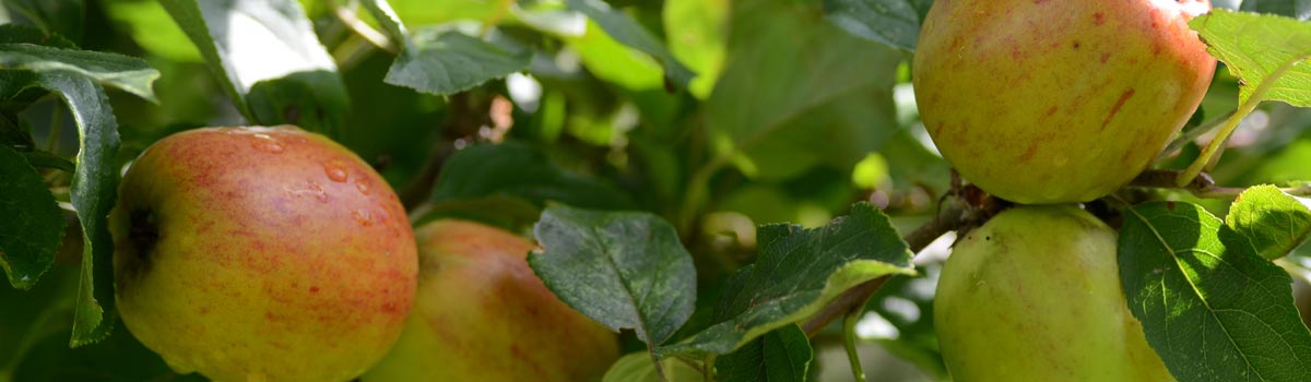 Fruit - Apples for GLAS