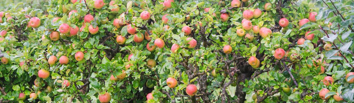 Fruit - Apple Trees