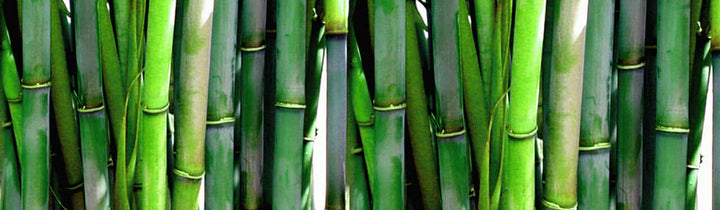 Bamboos – Future Forests