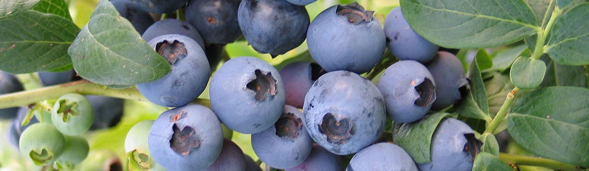 Fruit - Blueberries & Honeyberries