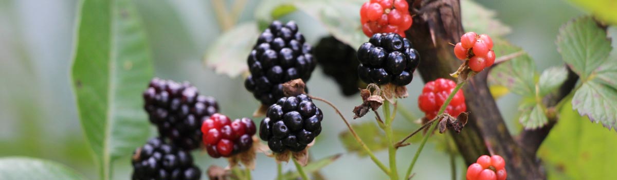 Fruit - Blackberries & Hybrid Berries