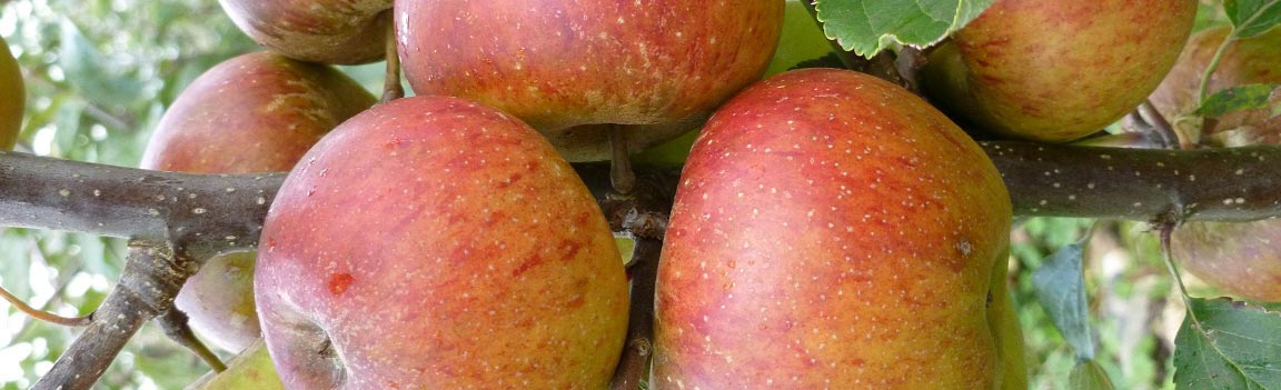Fruit - Eating Apples