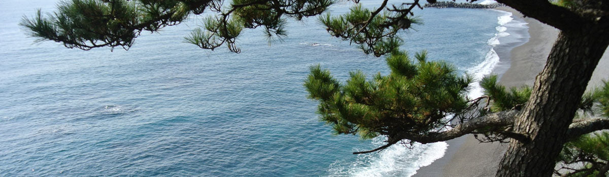 Conifers - Coastal