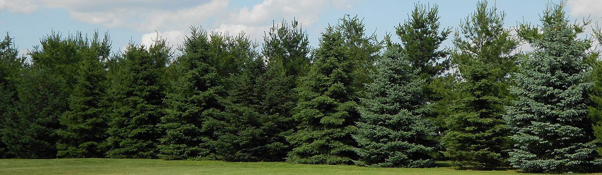 Conifers - Good for Shelterbelts