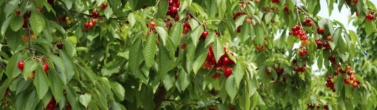 Fruit - Cherry Trees