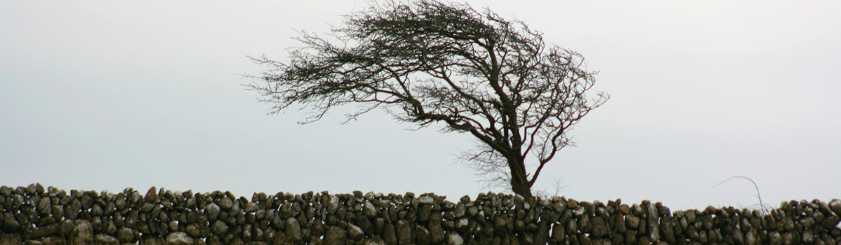 Trees - for Coastal Sites
