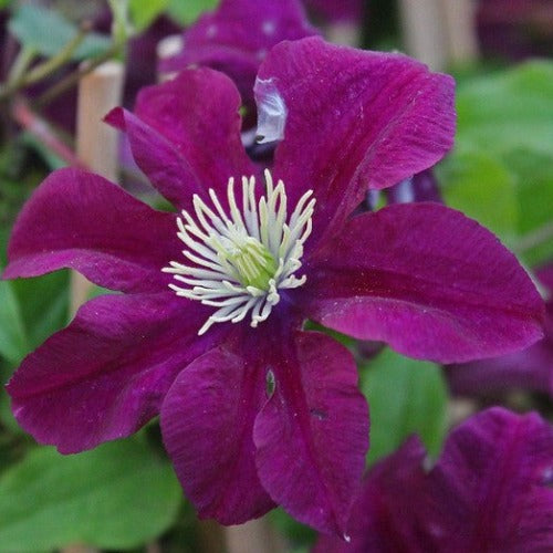 Clematis Warszawska Nike