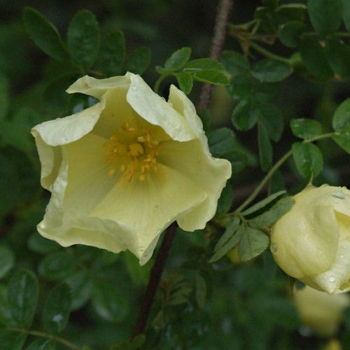 Rosa cantabrigiensis - Shrub Rose