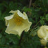 Rosa cantabrigiensis - Shrub Rose