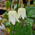 Clematis urophylla Winter Beauty