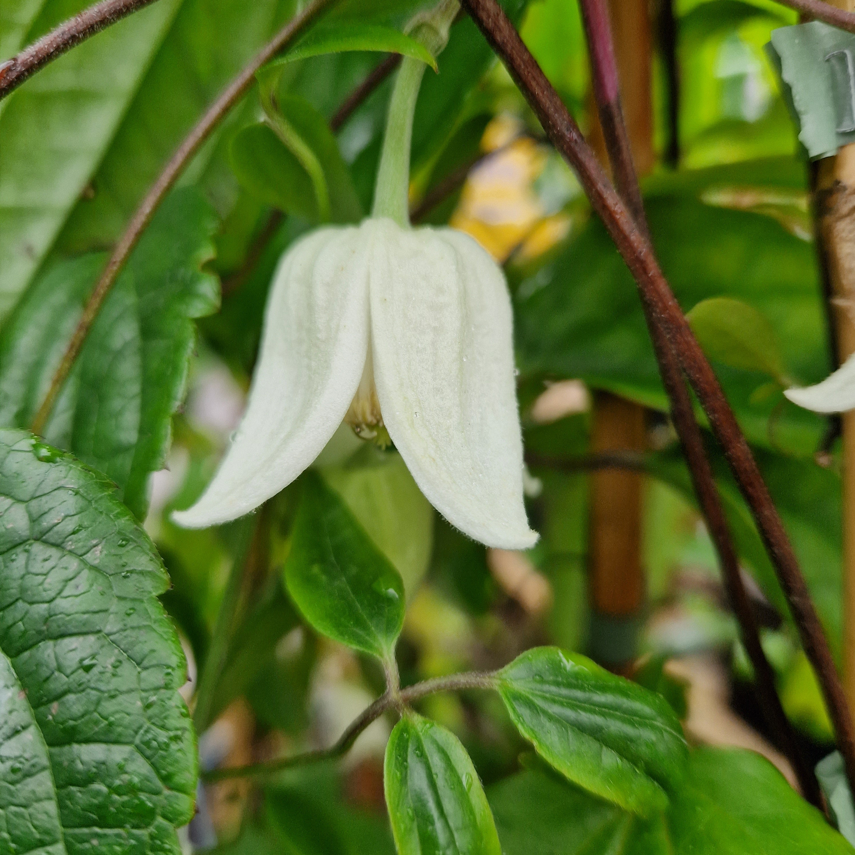 Clematis urophylla Winter Beauty