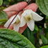 Clematis urophylla Winter Beauty