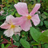 Rosa x odorata Mutabilis - Old Shrub Rose