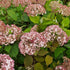 Hydrangea arborescens Candybelle® Bubblegum
