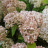 Hydrangea arborescens Candybelle® Marshmallow