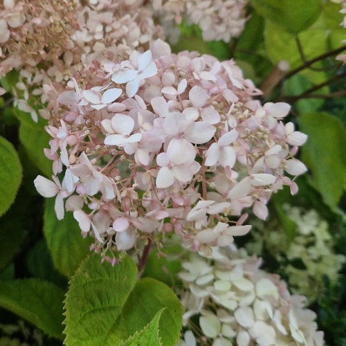 Hydrangea arborescens Candybelle® Marshmallow