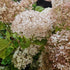 Hydrangea arborescens Candybelle® Marshmallow