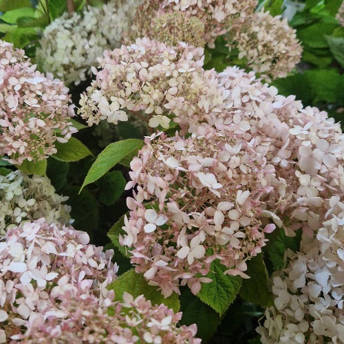 Hydrangea arborescens Candybelle® Marshmallow