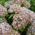 Hydrangea arborescens Candybelle® Marshmallow